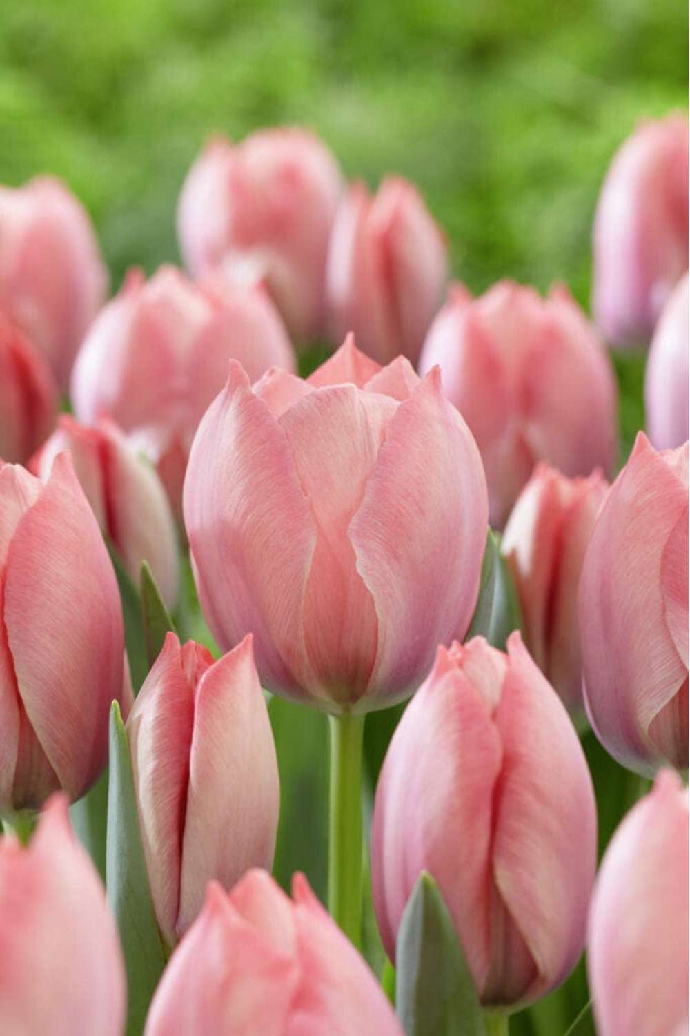 Tulipan 'Salmon van Eijk'